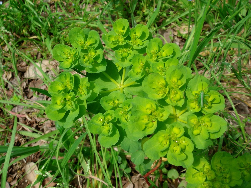 Lecherula
