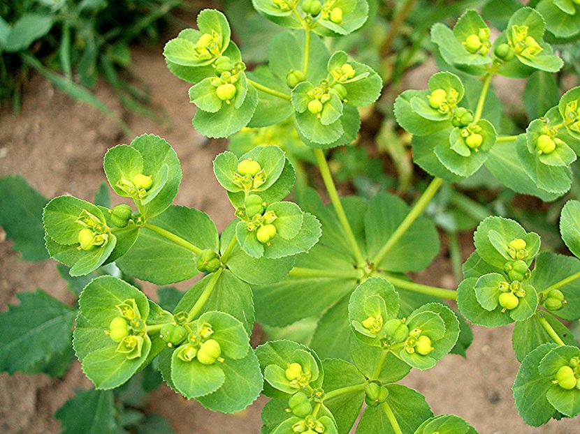 euphorbia helioscopia hojas