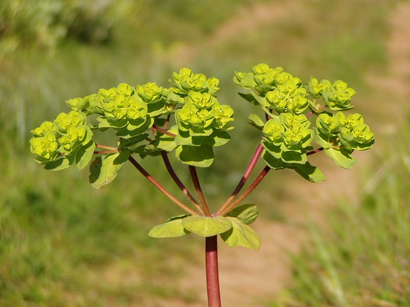 Euphorbia helioscopia