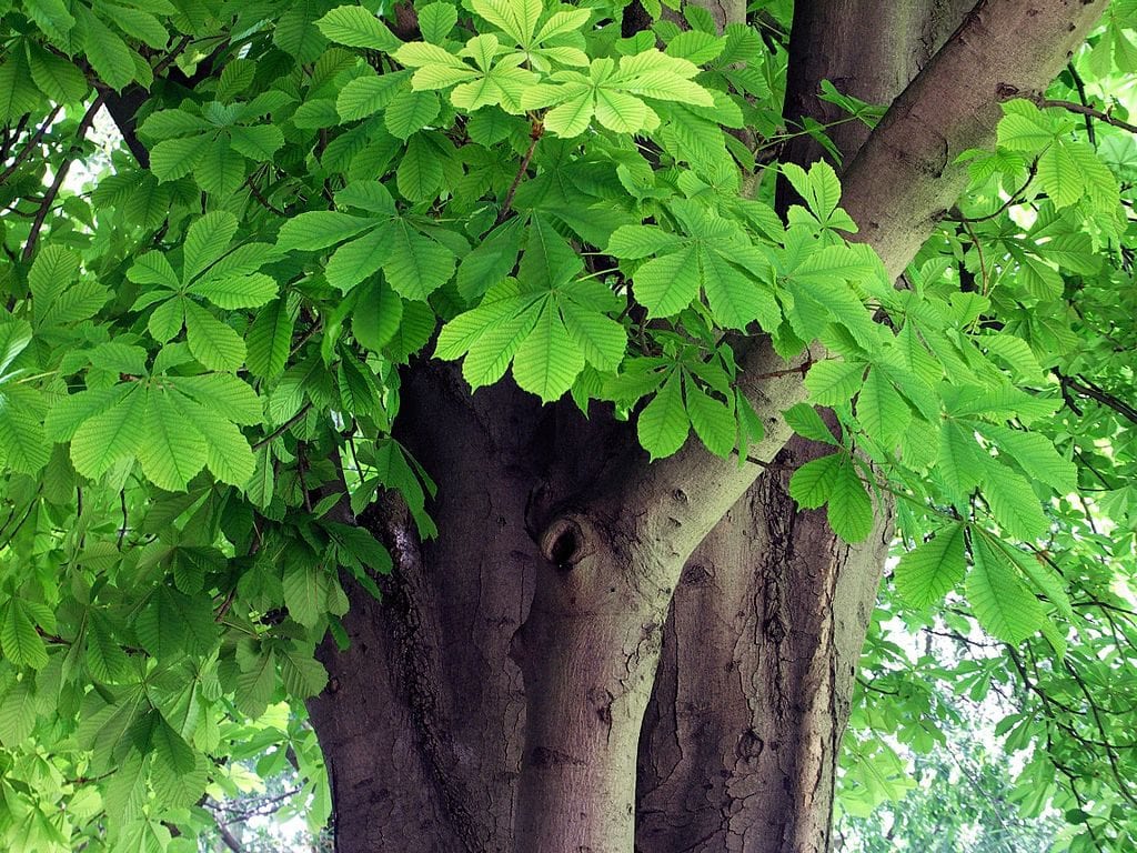 Aesculus hippocastanum