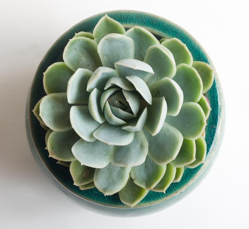 Echeveria derenbergensis