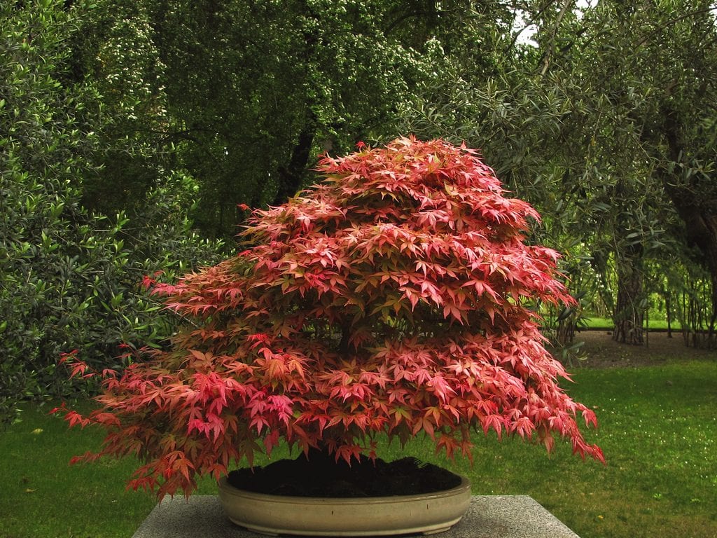 Bonsái de Acer palmatum