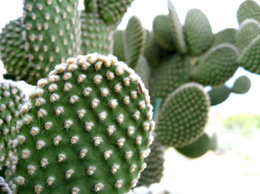 Opuntia