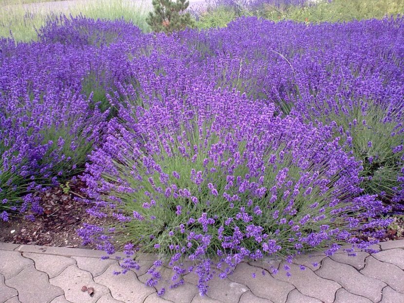 Plantas de lavanda