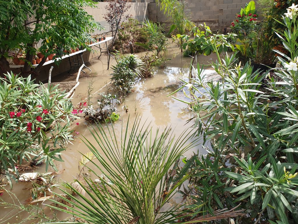 Exceso de agua por lluvias en el jardín: qué hacer