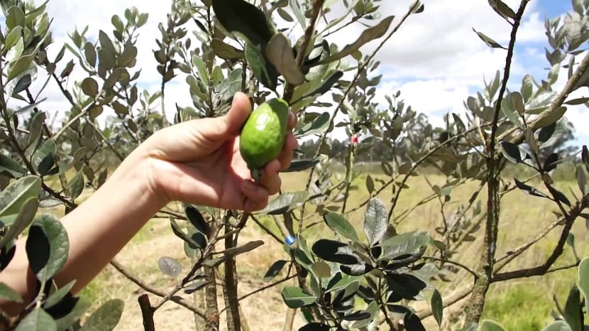 Cultivo de la feijoa