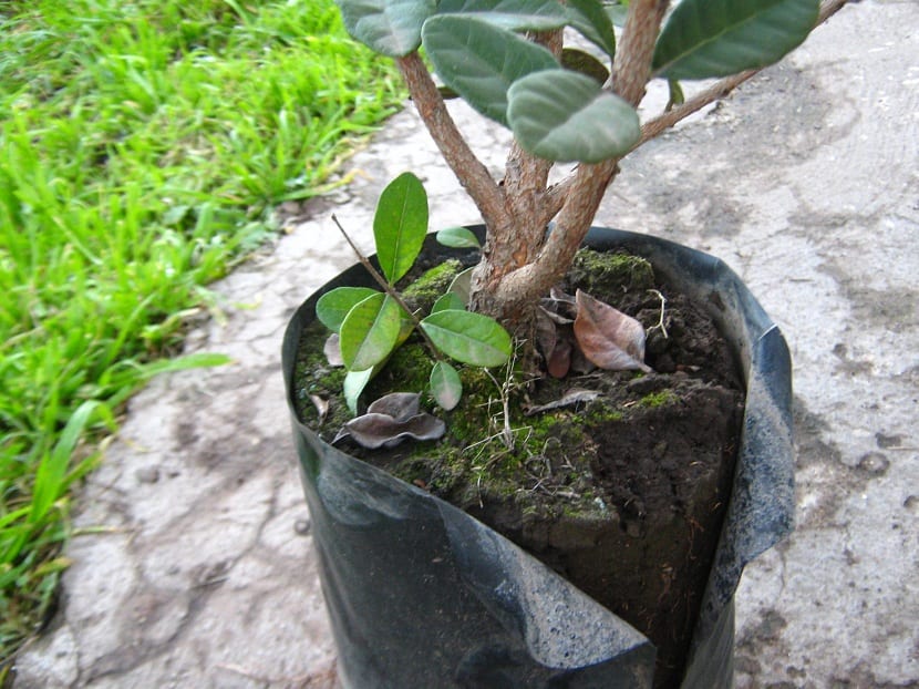Feijoa en maceta