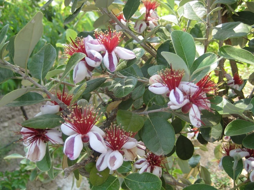 Flores de la feijoa