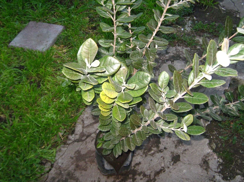 Propiedades de la feijoa