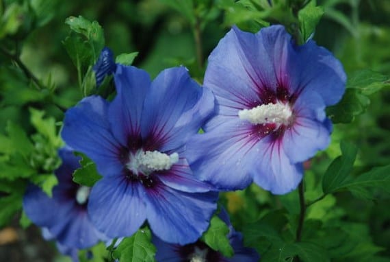 Flores azules