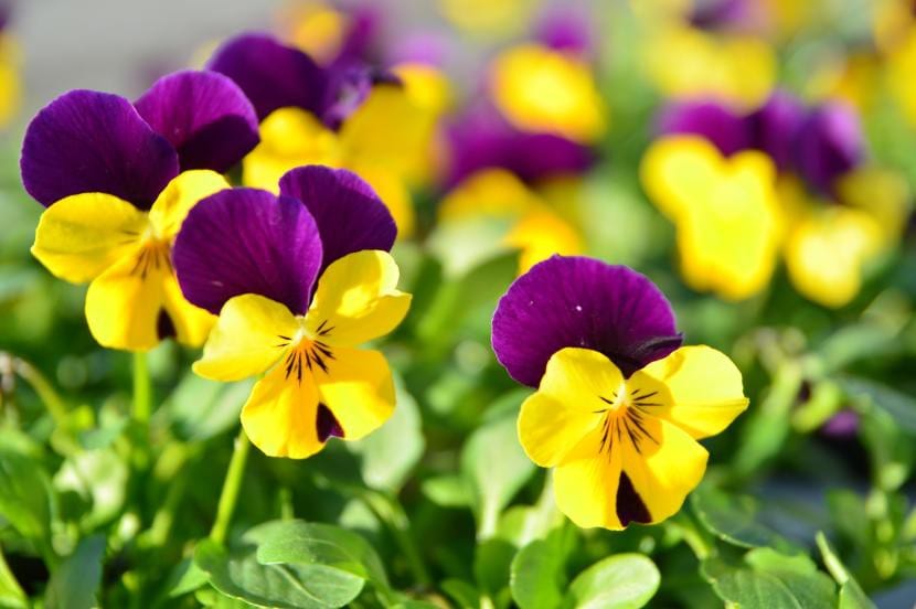 Flores de pensamiento