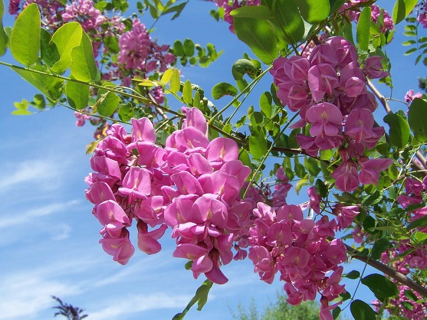 acacias para regalar