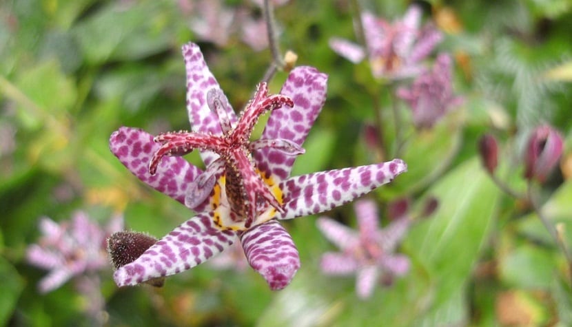 orquideas para regalar