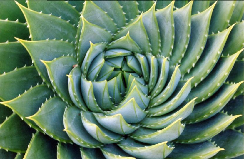 Aloe polyphylla