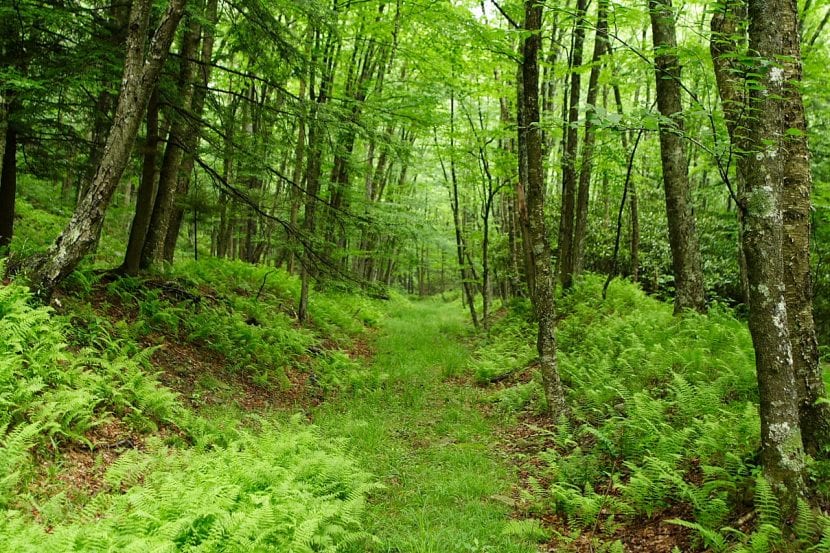 Bosque verde