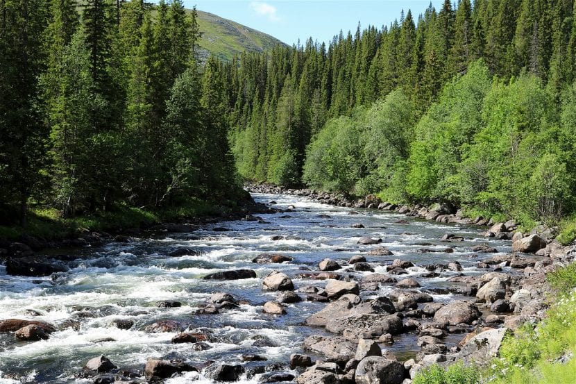 Torrente rodeado de coníferas