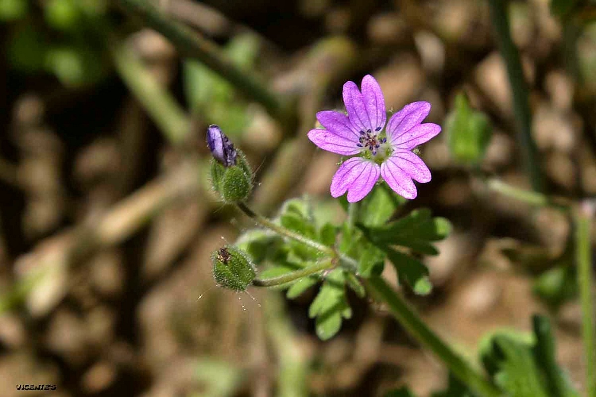 Características del Grenium molle