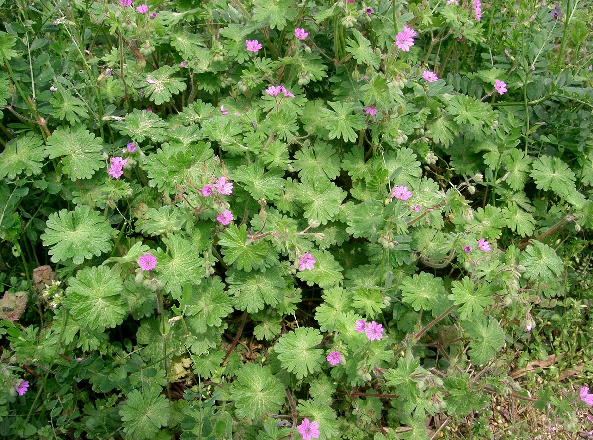 Geranium molle