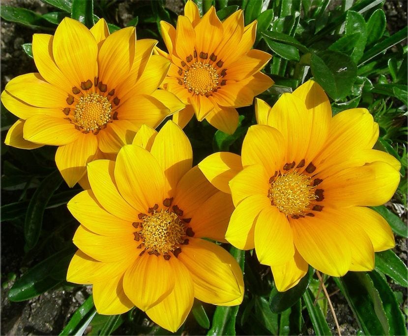Gazania