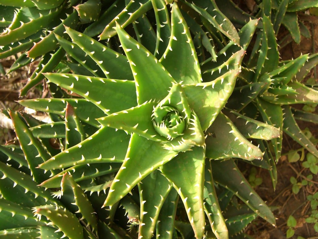 Híbrido de Aloe perfoliata