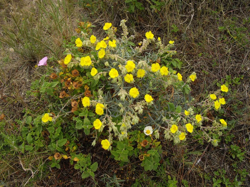 Helianthemum syriacum