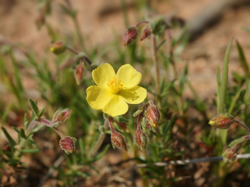 Flor de Helianthemum syriacum