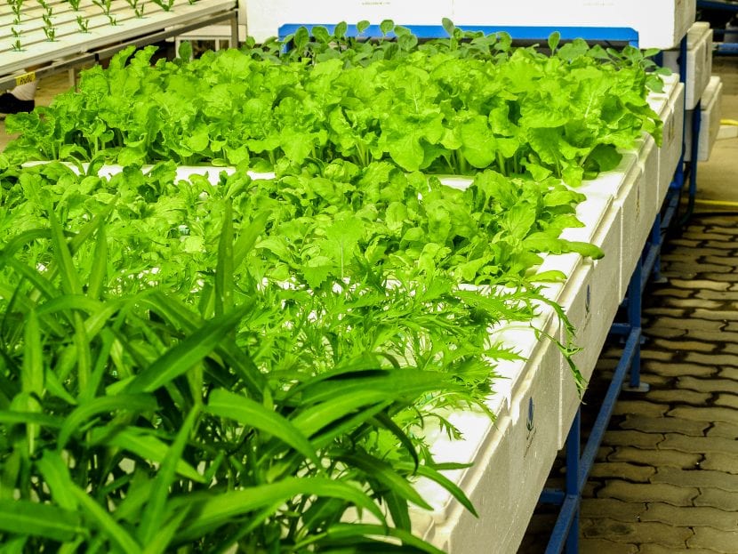 La hidroponía es un sistema de cultivo en el que se previenen las enfermedades fácilmente