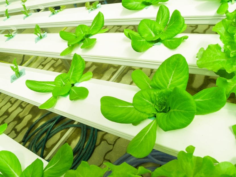 La hidroponía es un sistema de cultivo