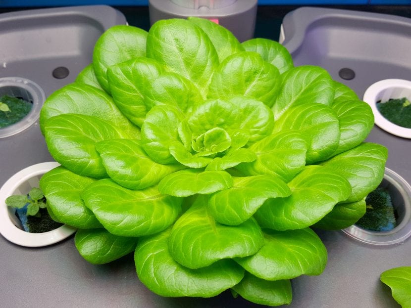 Las lechugas se pueden cultivar en hidroponía
