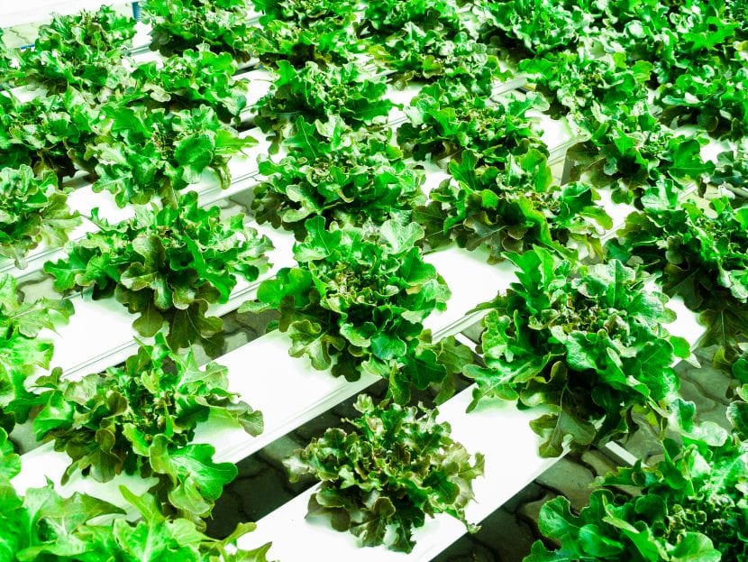 Se pueden cultivar hortícolas pequeñas en sistemas hidropónicos