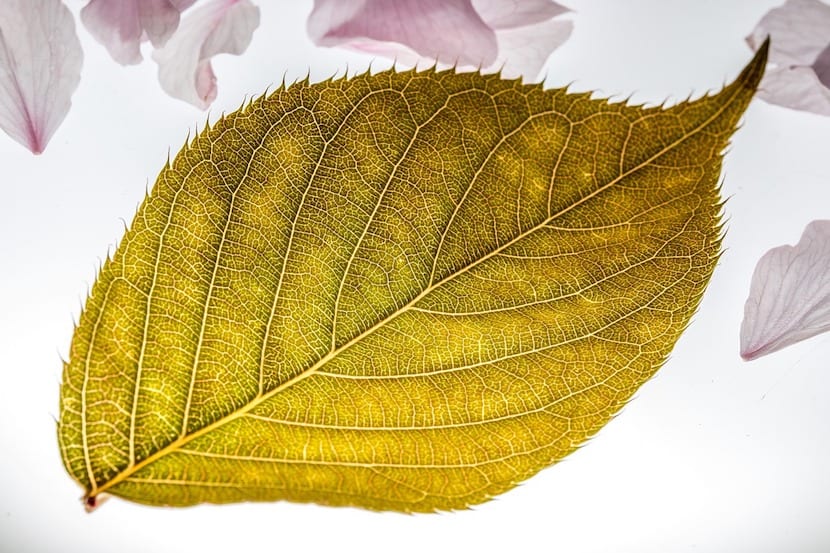 hoja amarilla