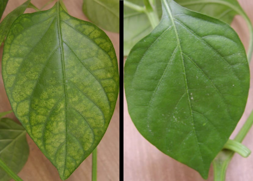 hoja con falta de minerales