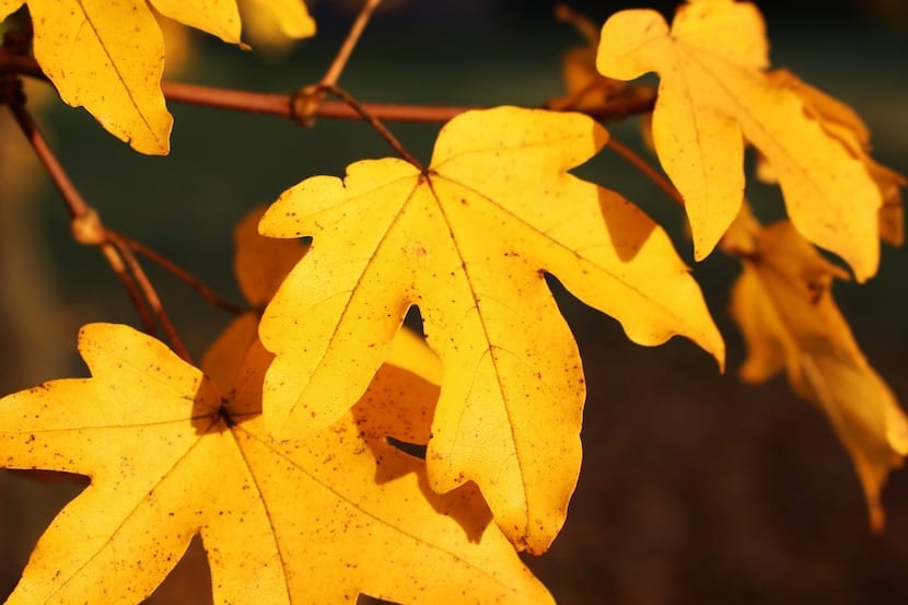 Hojas en otoño