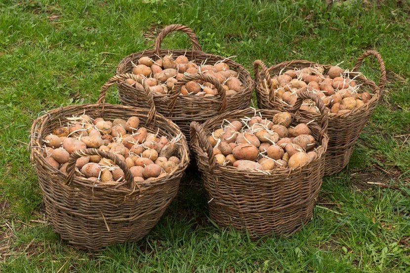 Cosecha de patatas en un huerto