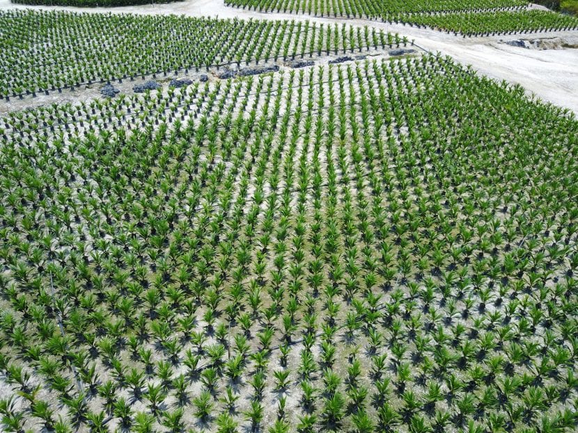 El aceite de palma es uno de los cultivos más dañinos para el planeta