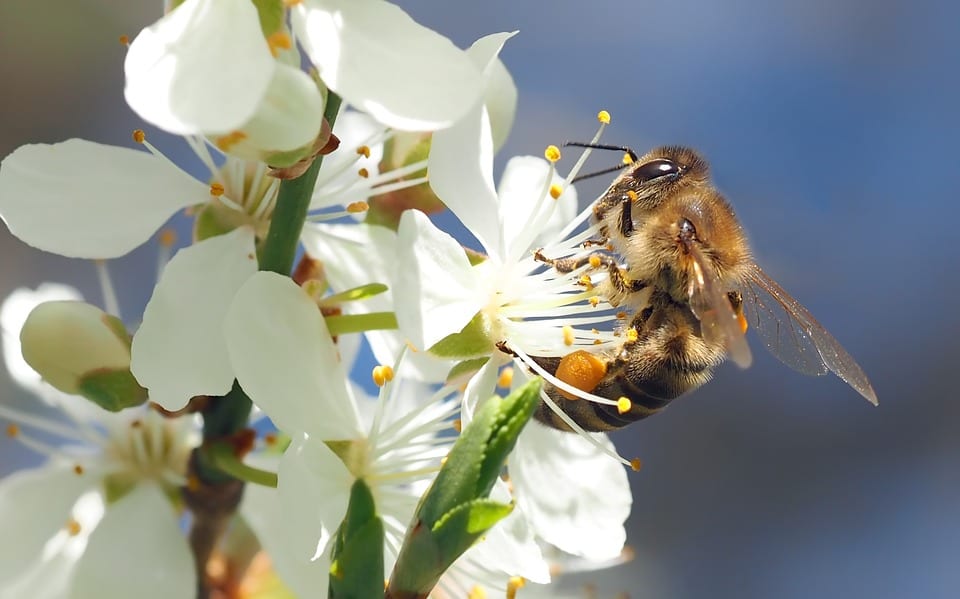 Hotel para insectos: cómo hacerlo para que funcione