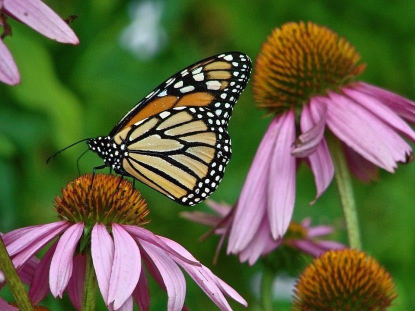 Caracteristicas de la Echinacea purpurea