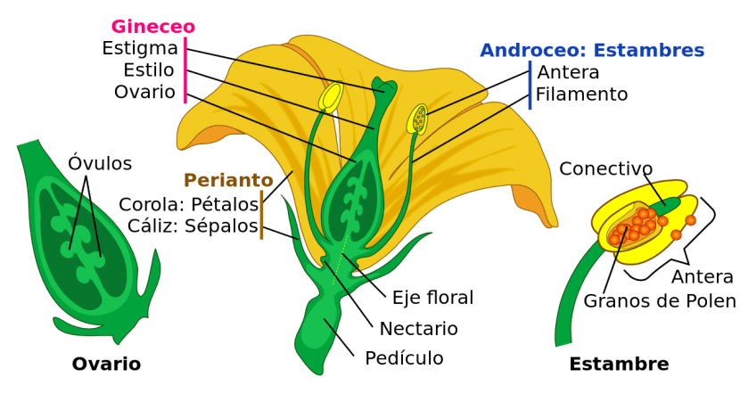 Imagen de las partes de una flor