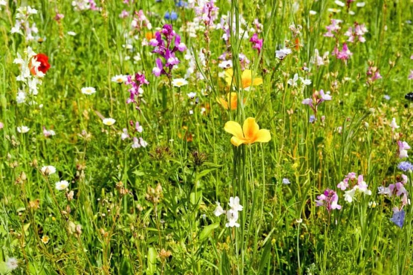Cuantas más flores distintas haya, más polinizadores habrá
