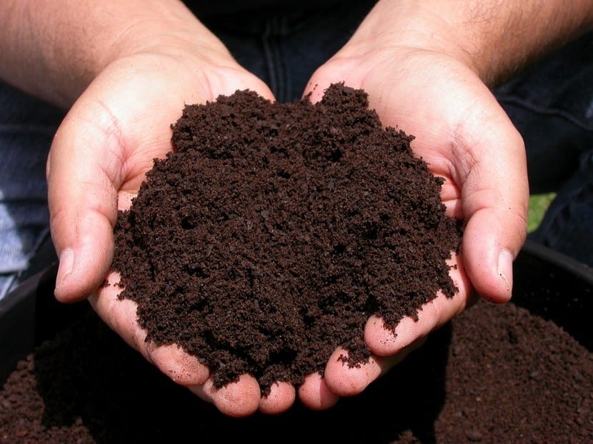 Humus y humus de lombriz: qué son, dosis y cómo hacerlo