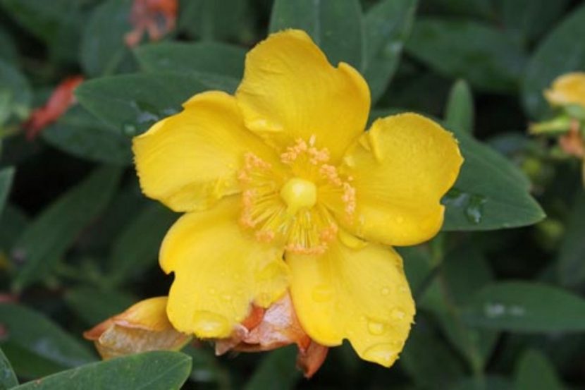 Flor amarilla de Hypericum calycinum con sus estambres prominentes