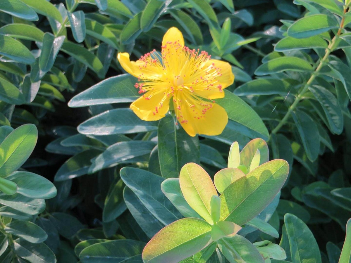 Hypericum calycinum