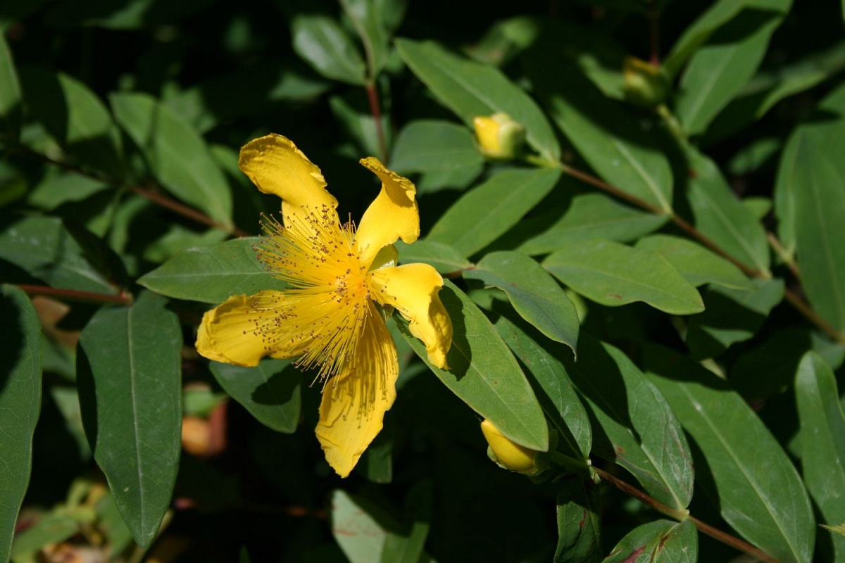 Hypericum calycinum: cultivo, poda y control de su expansión