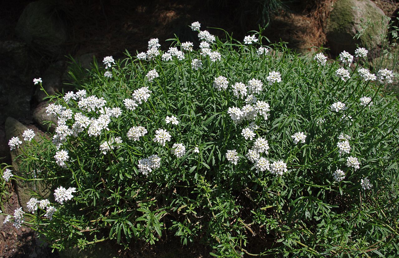 Vista del Iberis sempervirens