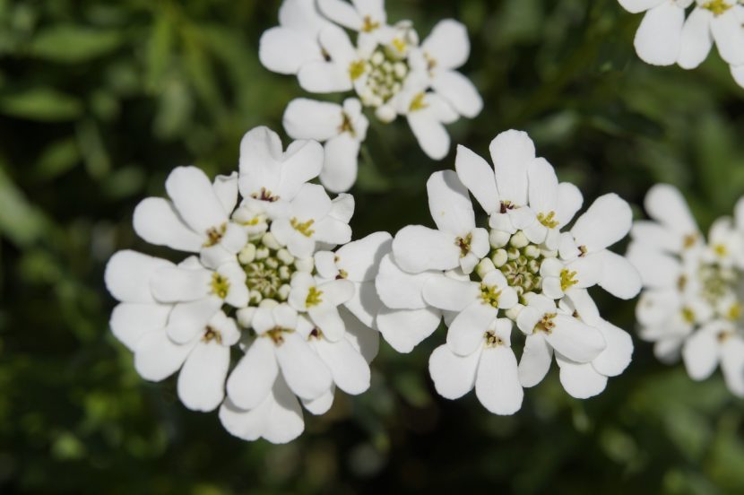 Detalle de las flores blancas de cuatro pétalos del carraspique