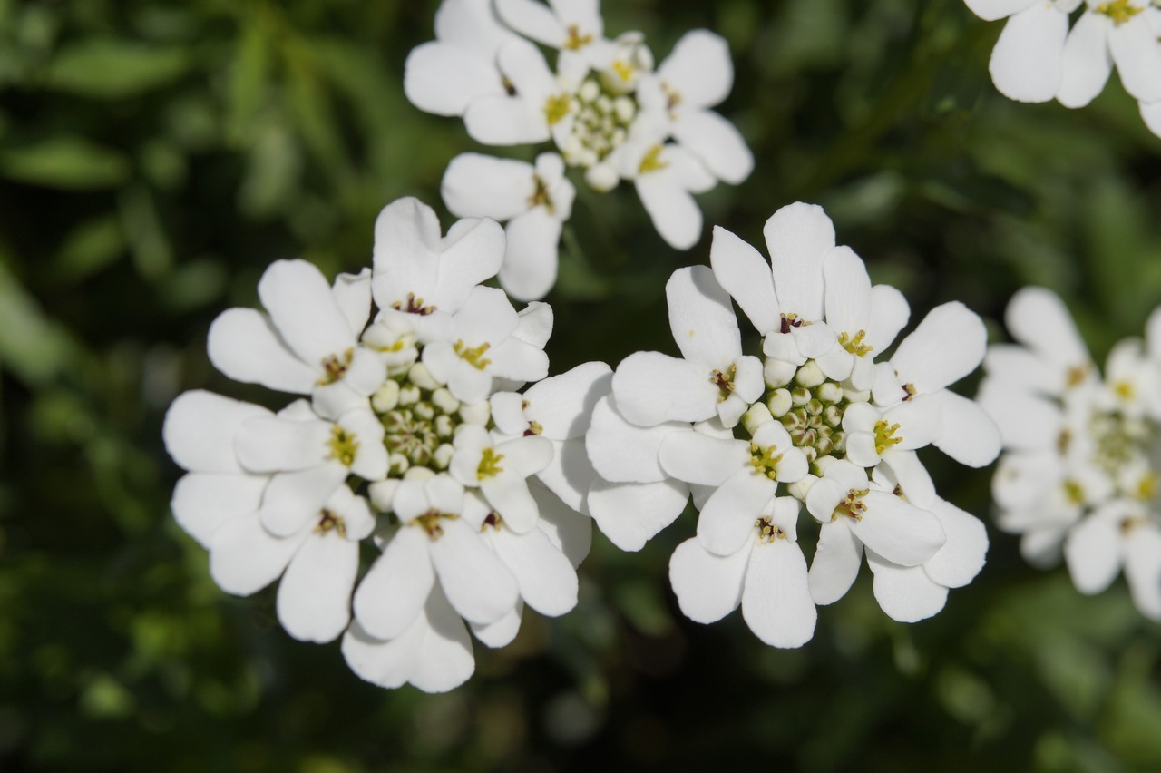 Las flores del Iberis sempervirens son blancas