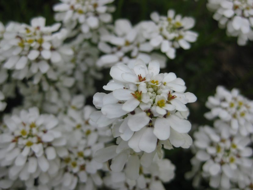 Mata de Iberis sempervirens cubierta de flores blancas