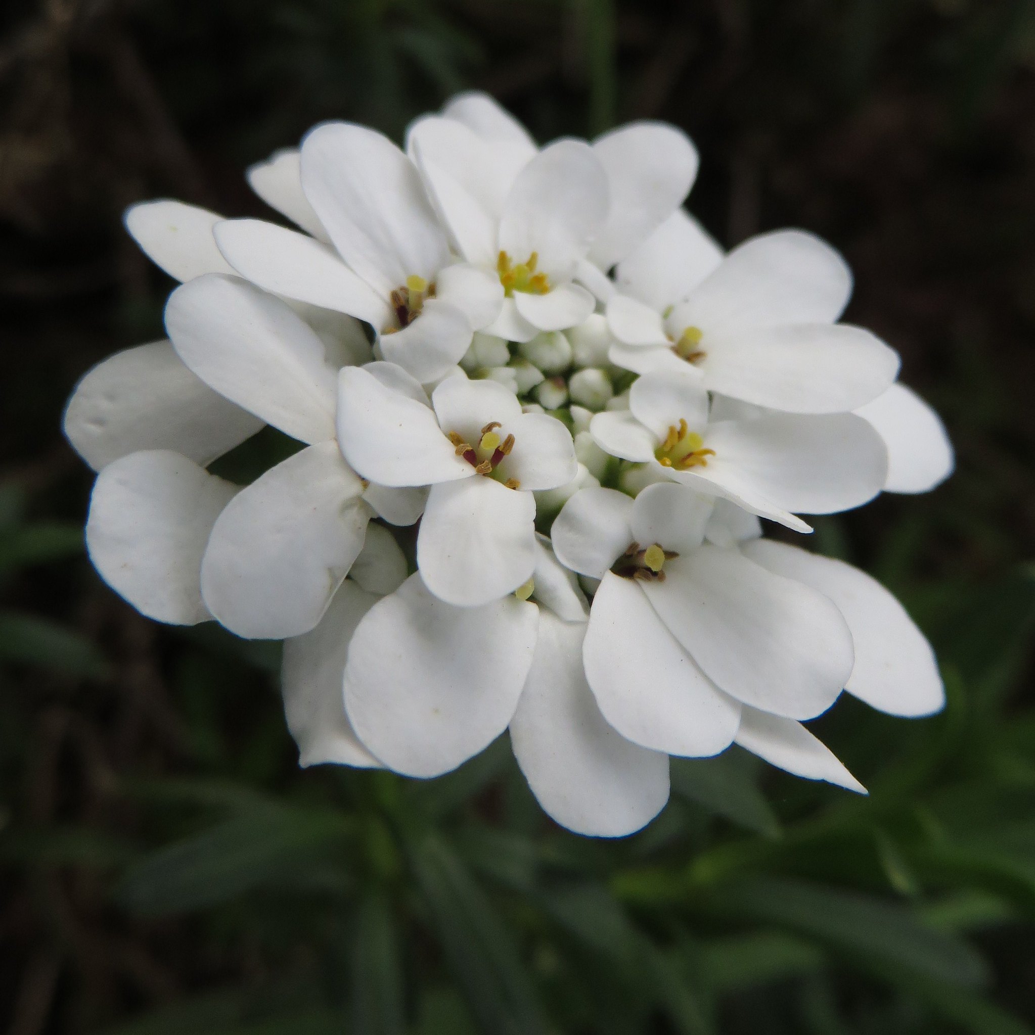 Vista del Iberis en flor