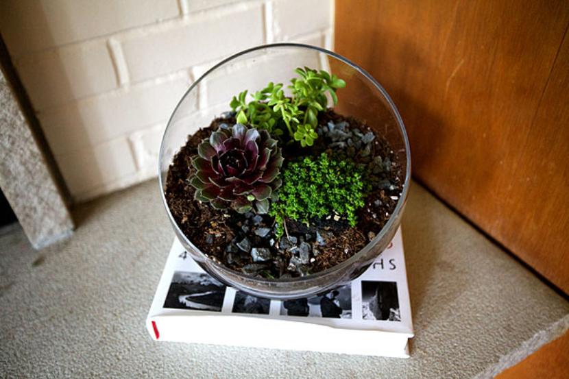 Terrario en bol