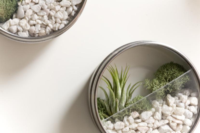 Terrario en caja magnética